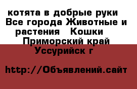 котята в добрые руки - Все города Животные и растения » Кошки   . Приморский край,Уссурийск г.